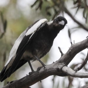 Gymnorhina tibicen at Bruce, ACT - 14 Dec 2021