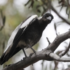 Gymnorhina tibicen (Australian Magpie) at Bruce Ridge - 14 Dec 2021 by AlisonMilton