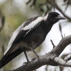 Gymnorhina tibicen at Bruce, ACT - 14 Dec 2021 11:07 AM