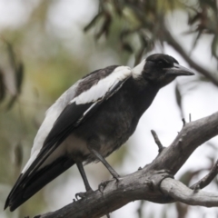 Gymnorhina tibicen at Bruce, ACT - 14 Dec 2021 11:07 AM