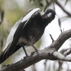 Gymnorhina tibicen at Bruce, ACT - 14 Dec 2021