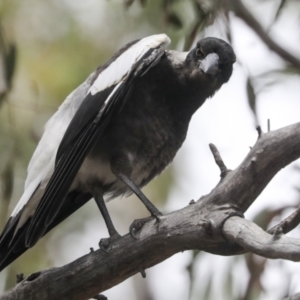 Gymnorhina tibicen at Bruce, ACT - 14 Dec 2021 11:07 AM