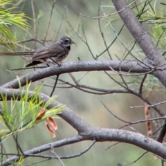 Rhipidura albiscapa (Grey Fantail) at The Rock Nature Reserve - Kengal Aboriginal Place - 8 Jan 2022 by Darcy