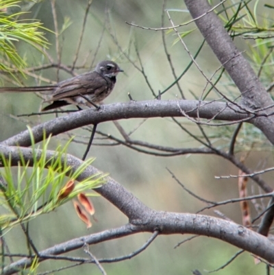 Rhipidura albiscapa (Grey Fantail) at The Rock Nature Reserve - Kengal Aboriginal Place - 8 Jan 2022 by Darcy