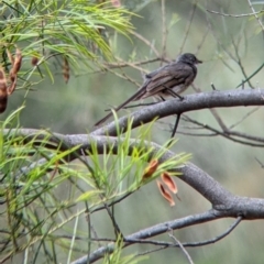 Rhipidura albiscapa at The Rock, NSW - 8 Jan 2022