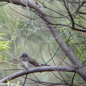 Rhipidura albiscapa at The Rock, NSW - 8 Jan 2022 11:32 AM