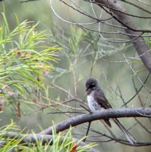 Rhipidura albiscapa at The Rock, NSW - 8 Jan 2022 11:32 AM