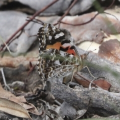 Vanessa kershawi (Australian Painted Lady) at Bruce, ACT - 14 Dec 2021 by AlisonMilton