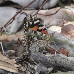 Vanessa kershawi (Australian Painted Lady) at Bruce, ACT - 13 Dec 2021 by AlisonMilton