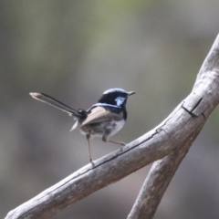 Malurus cyaneus (Superb Fairywren) at Bruce, ACT - 14 Dec 2021 by AlisonMilton