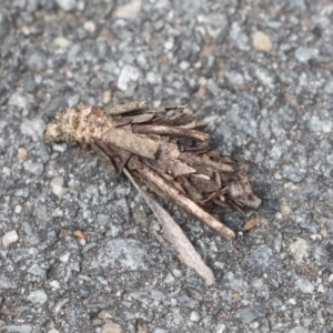 Hyalarcta huebneri at Bruce, ACT - 14 Dec 2021