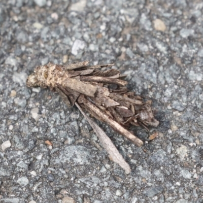 Hyalarcta huebneri (Leafy Case Moth) at Bruce Ridge to Gossan Hill - 13 Dec 2021 by AlisonMilton