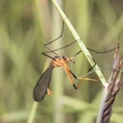 Harpobittacus australis (Hangingfly) at Namadgi National Park - 17 Dec 2021 by AlisonMilton