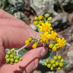 Senecio garlandii (Woolly Ragwort) at The Rock, NSW - 8 Jan 2022 by Darcy