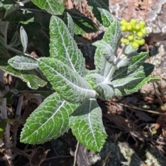 Senecio garlandii at The Rock, NSW - 8 Jan 2022