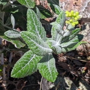 Senecio garlandii at The Rock, NSW - 8 Jan 2022 11:45 AM