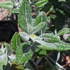 Senecio garlandii at The Rock, NSW - 8 Jan 2022 11:45 AM