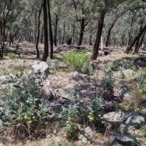 Senecio garlandii at The Rock, NSW - 8 Jan 2022 11:45 AM