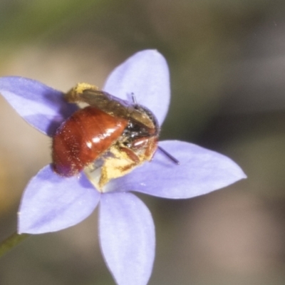 Exoneura sp. (genus) (A reed bee) at Mount Clear, ACT - 17 Dec 2021 by AlisonMilton