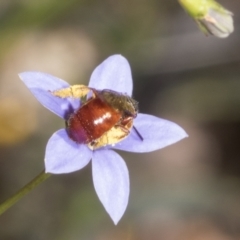 Exoneura sp. (genus) at Mount Clear, ACT - 17 Dec 2021