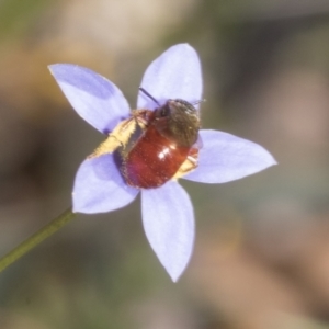 Exoneura sp. (genus) at Mount Clear, ACT - 17 Dec 2021