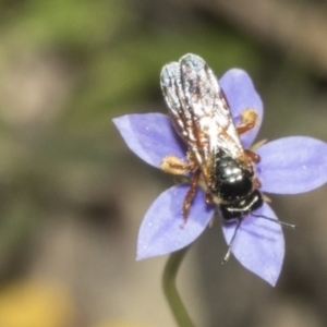 Exoneura sp. (genus) at Mount Clear, ACT - 17 Dec 2021