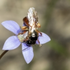 Exoneura sp. (genus) at Mount Clear, ACT - 17 Dec 2021