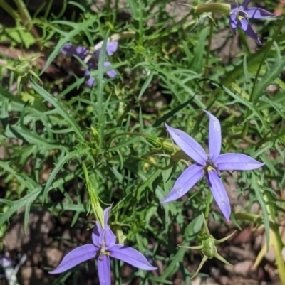 Isotoma axillaris (Australian Harebell, Showy Isotome) at The Rock Nature Reserve - Kengal Aboriginal Place - 8 Jan 2022 by Darcy