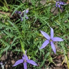 Isotoma axillaris (Australian Harebell, Showy Isotome) at The Rock Nature Reserve - 8 Jan 2022 by Darcy