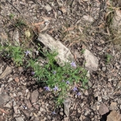 Isotoma axillaris at The Rock, NSW - 8 Jan 2022