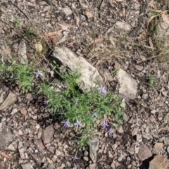 Isotoma axillaris at The Rock, NSW - 8 Jan 2022 11:47 AM