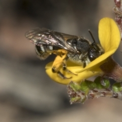 Lasioglossum (Chilalictus) sp. (genus & subgenus) (Halictid bee) at Mount Clear, ACT - 17 Dec 2021 by AlisonMilton