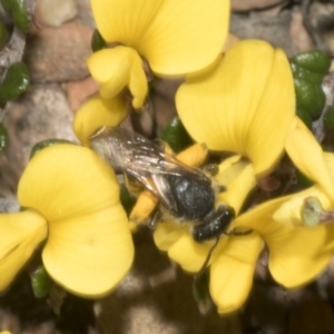 Lasioglossum (Chilalictus) sp. (genus & subgenus) at Mount Clear, ACT - 17 Dec 2021