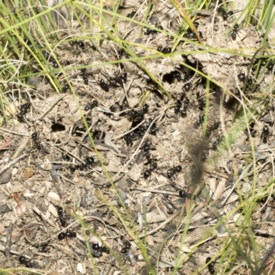 Formicidae (family) (Unidentified ant) at Namadgi National Park - 17 Dec 2021 by AlisonMilton