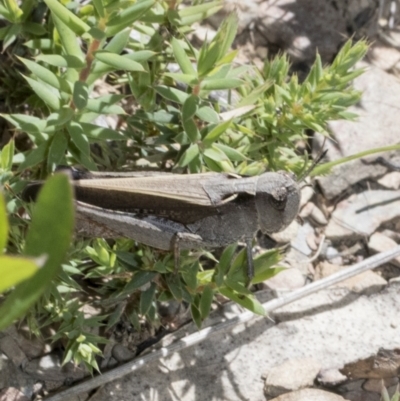 Cryptobothrus chrysophorus (Golden Bandwing) at Mount Clear, ACT - 17 Dec 2021 by AlisonMilton