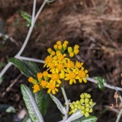 Senecio garlandii (Woolly Ragwort) at The Rock Nature Reserve - 8 Jan 2022 by Darcy