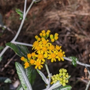 Senecio garlandii at The Rock, NSW - 8 Jan 2022 11:54 AM