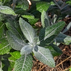 Senecio garlandii at The Rock, NSW - 8 Jan 2022