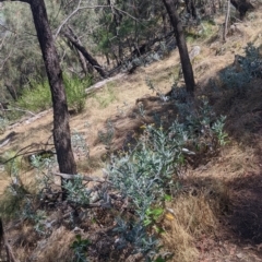 Senecio garlandii at The Rock, NSW - 8 Jan 2022