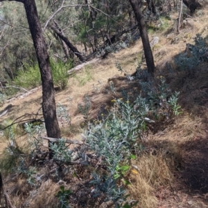 Senecio garlandii at The Rock, NSW - 8 Jan 2022