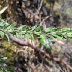 Acacia paradoxa (Kangaroo Thorn) at The Rock, NSW - 8 Jan 2022 by Darcy