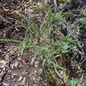 Acacia paradoxa at The Rock, NSW - 8 Jan 2022 12:10 PM