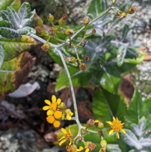 Senecio garlandii at The Rock, NSW - 8 Jan 2022 12:14 PM