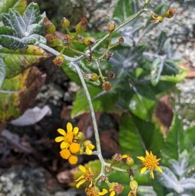 Senecio garlandii (Woolly Ragwort) at The Rock Nature Reserve - Kengal Aboriginal Place - 8 Jan 2022 by Darcy