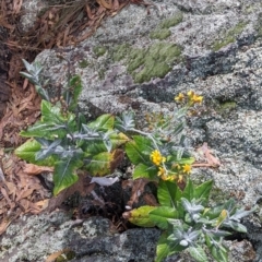 Senecio garlandii at The Rock, NSW - 8 Jan 2022 12:14 PM