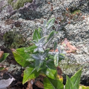 Senecio garlandii at The Rock, NSW - 8 Jan 2022 12:14 PM