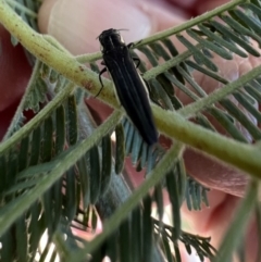 Agrilus hypoleucus (Hypoleucus jewel beetle) at Murrumbateman, NSW - 2 Jan 2022 by SimoneC