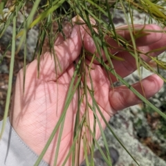 Acacia doratoxylon (Currawang) at The Rock, NSW - 8 Jan 2022 by Darcy