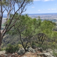 Acacia doratoxylon at The Rock, NSW - 8 Jan 2022