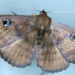 Dasypodia selenophora (Southern old lady moth) at Ainslie, ACT - 6 Jan 2022 by jb2602